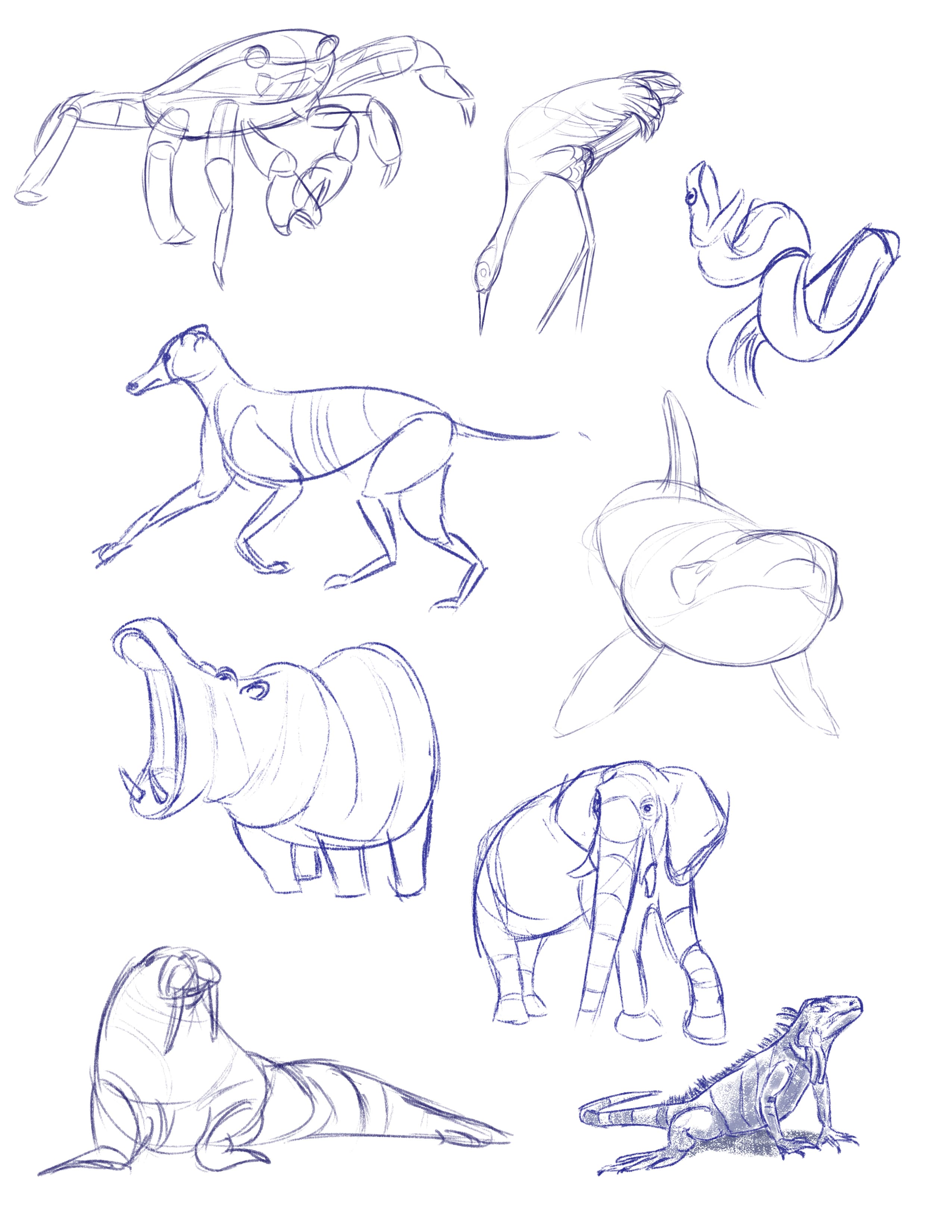 Life drawing of various animals